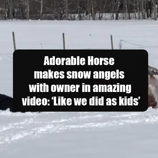 Adorable Horse makes snow angels with owner in amazing video: ‘Like we did as kids’