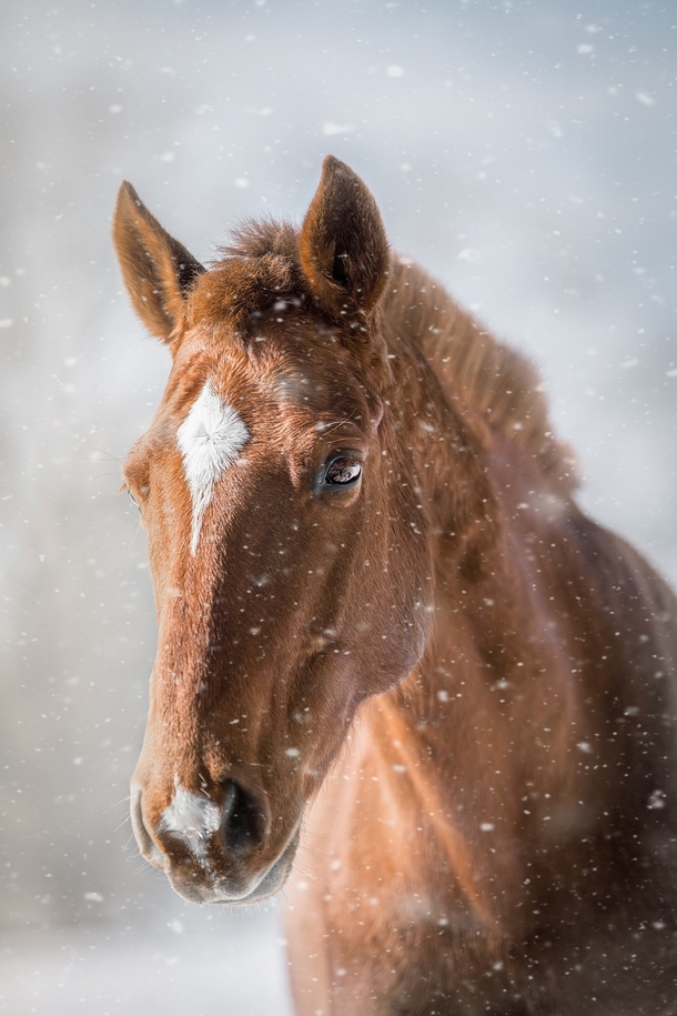 Adorable Horse makes snow angels with owner in amazing video: ‘Like we did as kids’ - picture 2