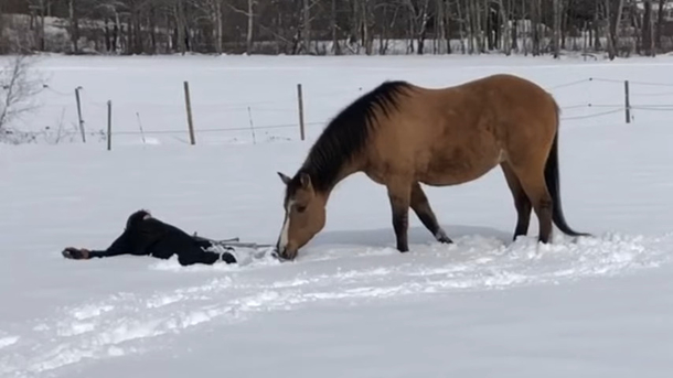 Adorable Horse makes snow angels with owner in amazing video: ‘Like we did as kids’ - picture 3