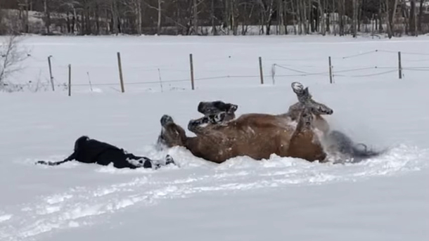 Adorable Horse makes snow angels with owner in amazing video: ‘Like we did as kids’ - picture 4