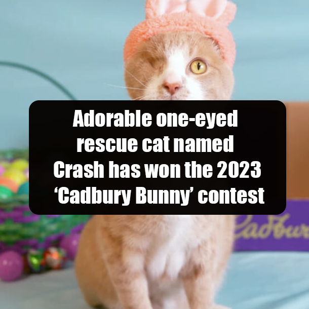 Adorable one-eyed rescue cat named Crash has won the 2023 ‘Cadbury Bunny’ contest