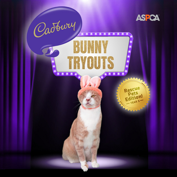 Adorable one-eyed rescue cat named Crash has won the 2023 ‘Cadbury Bunny’ contest - picture 2