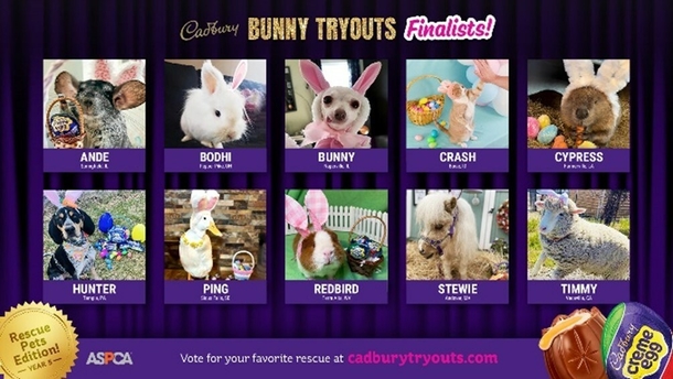 Adorable one-eyed rescue cat named Crash has won the 2023 ‘Cadbury Bunny’ contest - picture 3