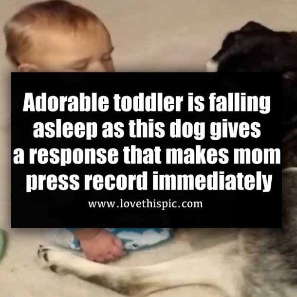 Adorable toddler is falling asleep as this dog gives a response that makes mom press record immediately