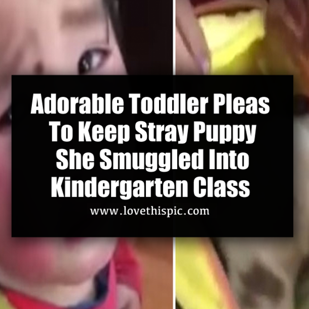 Adorable Toddler Pleas To Keep Stray Puppy She Smuggled Into Kindergarten Class