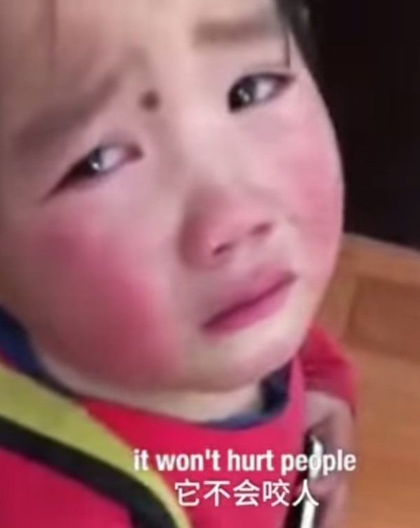 Adorable Toddler Pleas To Keep Stray Puppy She Smuggled Into Kindergarten Class - picture 2