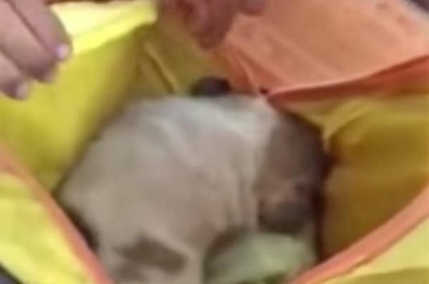 Adorable Toddler Pleas To Keep Stray Puppy She Smuggled Into Kindergarten Class - picture 3