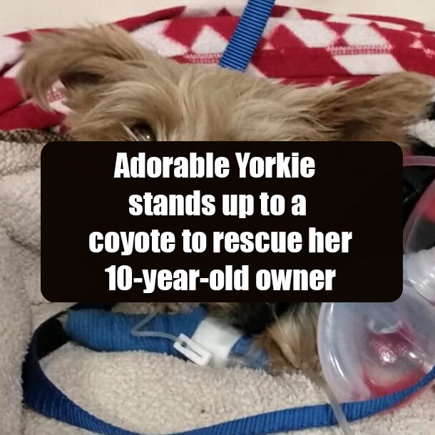 Adorable Yorkie stands up to a coyote to rescue her 10-year-old owner