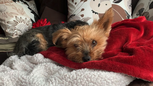 Adorable Yorkie stands up to a coyote to rescue her 10-year-old owner - picture 3