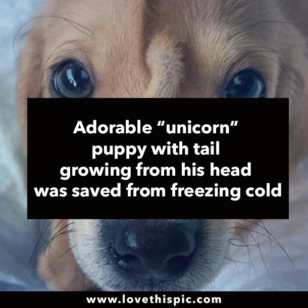Adorable “unicorn” puppy with tail growing from his head was saved from freezing cold
