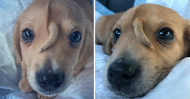 Adorable “unicorn” puppy with tail growing from his head was saved from freezing cold - picture 2