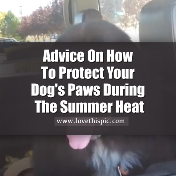 Advice On How To Protect Your Dog's Paws During The Summer Heat