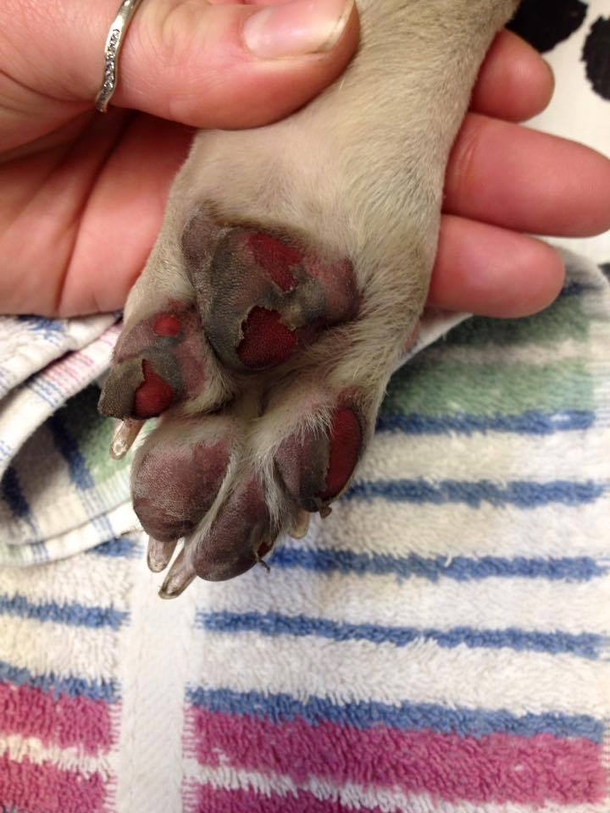 Advice On How To Protect Your Dog's Paws During The Summer Heat - picture 2