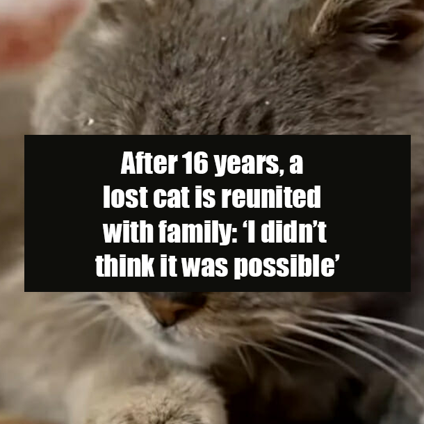 After 16 years, a lost cat is reunited with family: ‘I didn’t think it was possible’