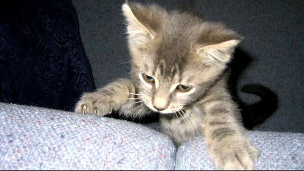 After 16 years, a lost cat is reunited with family: ‘I didn’t think it was possible’ - picture 2