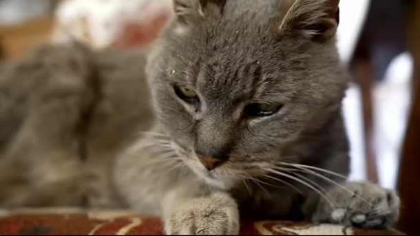 After 16 years, a lost cat is reunited with family: ‘I didn’t think it was possible’ - picture 6