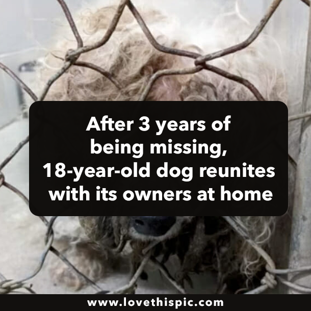 After 3 years of being missing, 18-year-old dog reunites with its owners at home