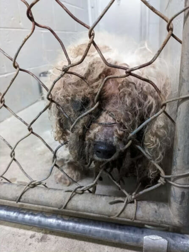 After 3 years of being missing, 18-year-old dog reunites with its owners at home - picture 2