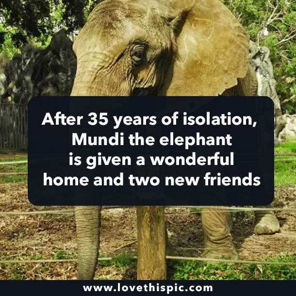 After 35 years of isolation, Mundi the elephant is given a wonderful home and two new friends