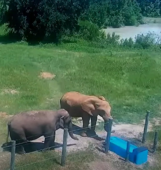 After 35 years of isolation, Mundi the elephant is given a wonderful home and two new friends - picture 10