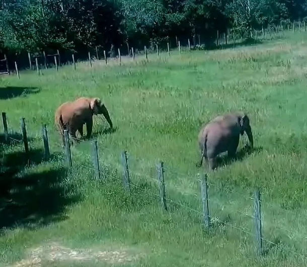 After 35 years of isolation, Mundi the elephant is given a wonderful home and two new friends - picture 2