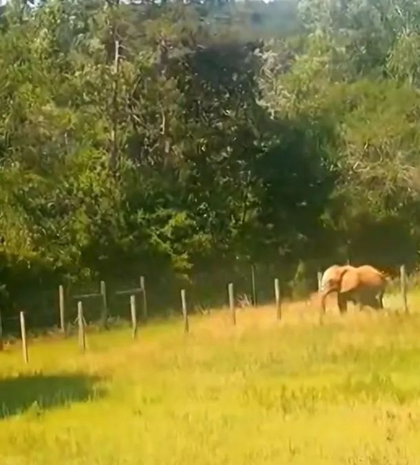 After 35 years of isolation, Mundi the elephant is given a wonderful home and two new friends - picture 3