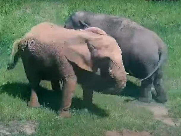 After 35 years of isolation, Mundi the elephant is given a wonderful home and two new friends - picture 4
