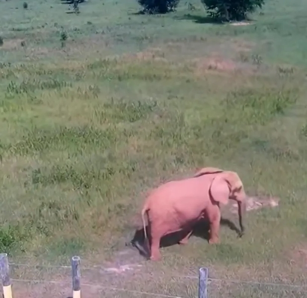 After 35 years of isolation, Mundi the elephant is given a wonderful home and two new friends - picture 5