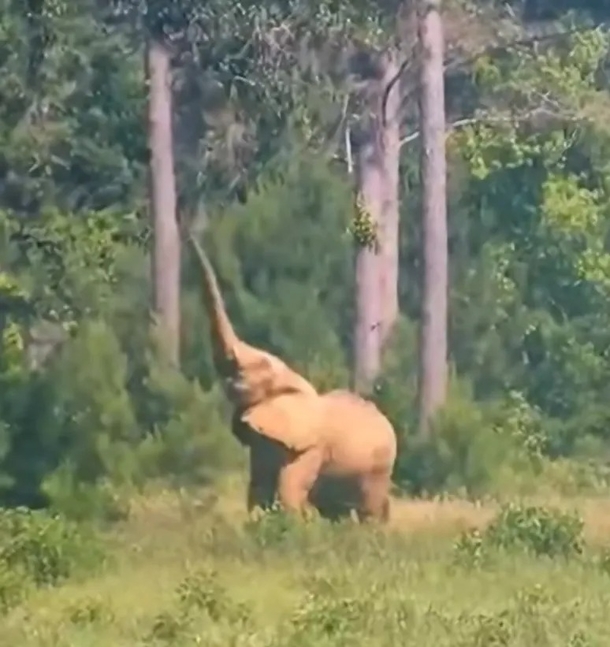 After 35 years of isolation, Mundi the elephant is given a wonderful home and two new friends - picture 6