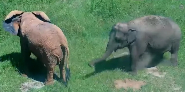 After 35 years of isolation, Mundi the elephant is given a wonderful home and two new friends - picture 7