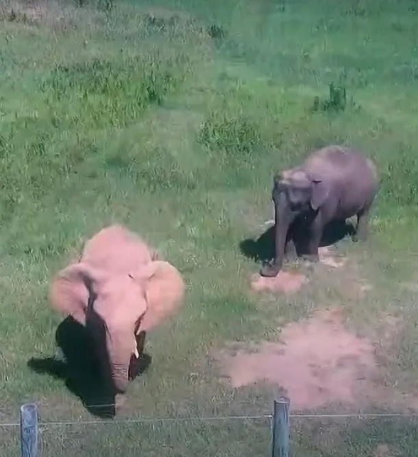 After 35 years of isolation, Mundi the elephant is given a wonderful home and two new friends - picture 8