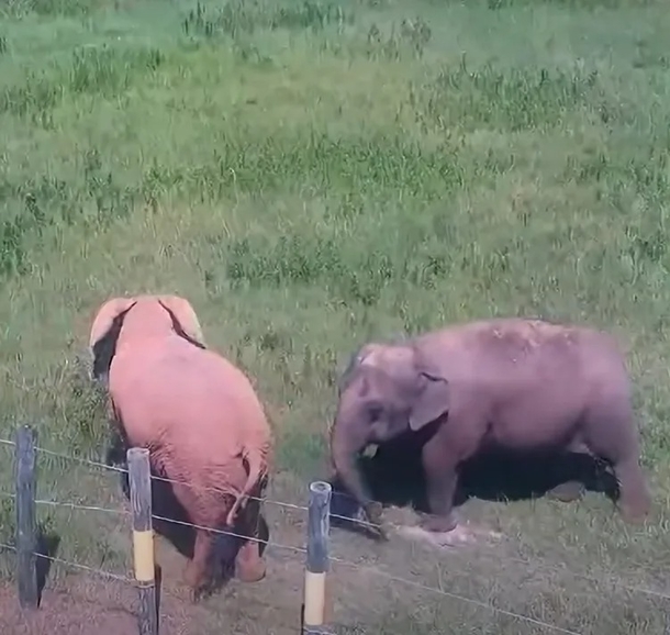 After 35 years of isolation, Mundi the elephant is given a wonderful home and two new friends - picture 9