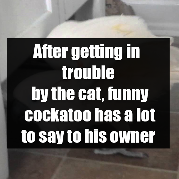 After getting in trouble by the cat, funny cockatoo has a lot to say to his owner
