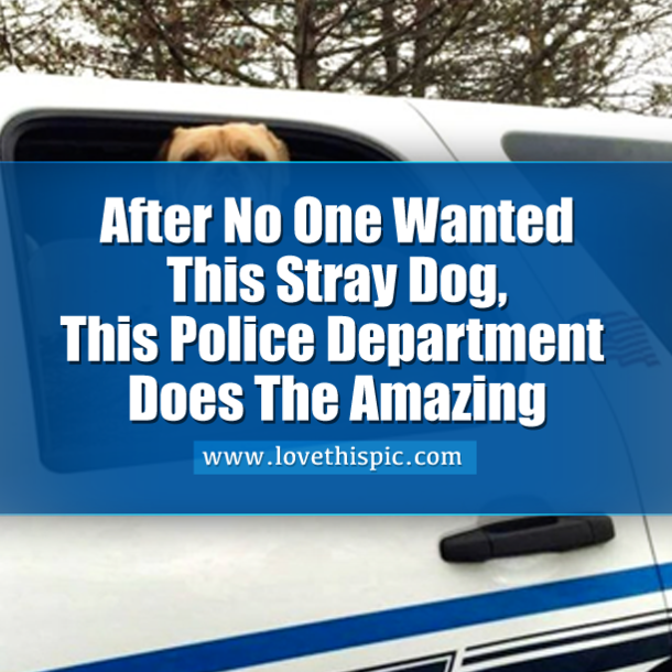 After No One Wanted This Stray Dog, This Police Department Does The Amazing