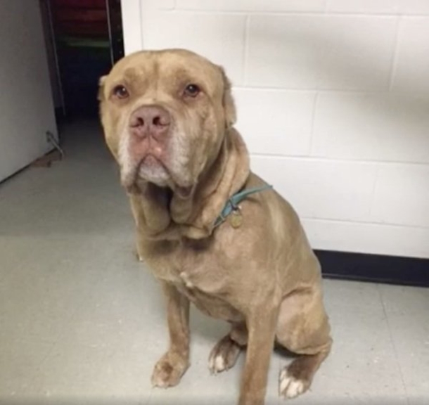 After No One Wanted This Stray Dog, This Police Department Does The Amazing - picture 2