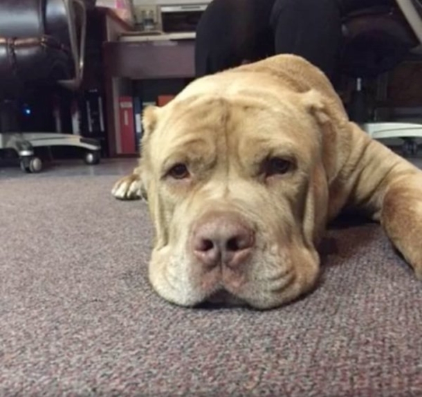 After No One Wanted This Stray Dog, This Police Department Does The Amazing - picture 3