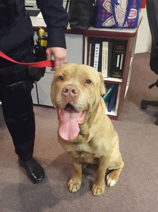 After No One Wanted This Stray Dog, This Police Department Does The Amazing - picture 4