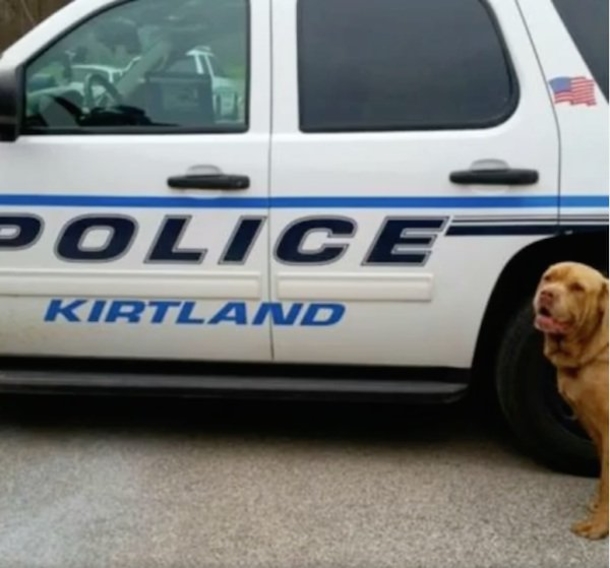 After No One Wanted This Stray Dog, This Police Department Does The Amazing - picture 5