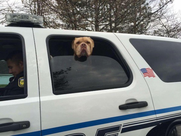 After No One Wanted This Stray Dog, This Police Department Does The Amazing - picture 6