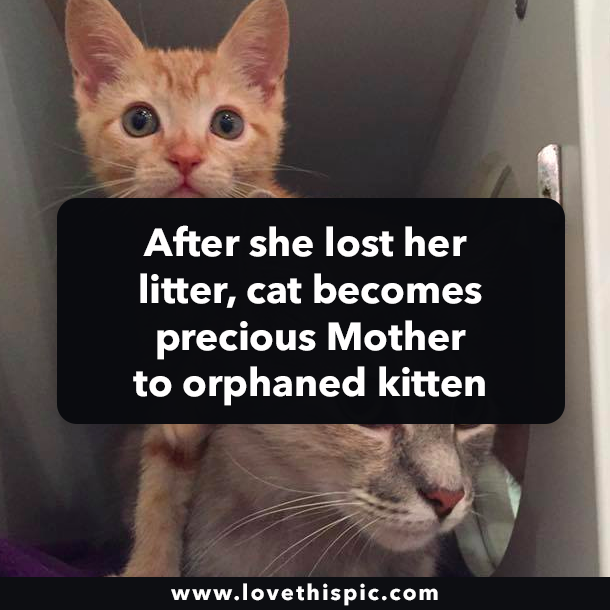 After she lost her litter, cat becomes precious Mother to orphaned kitten