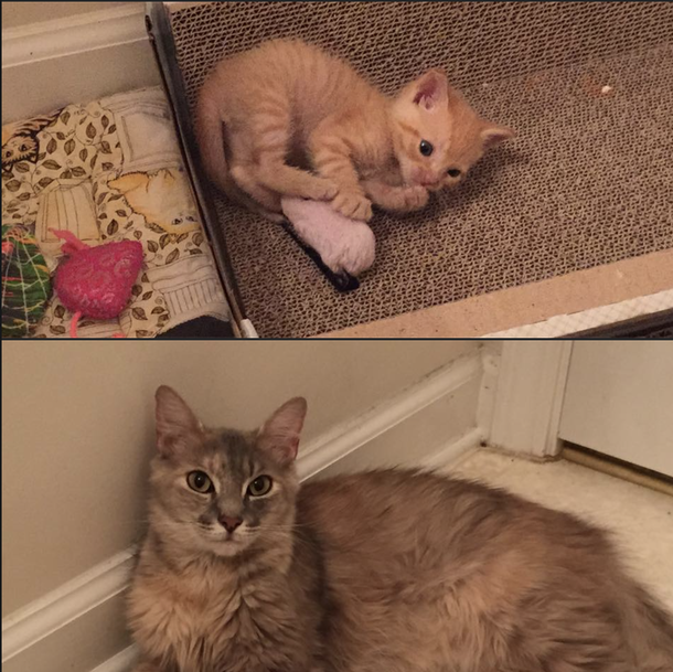 After she lost her litter, cat becomes precious Mother to orphaned kitten - picture 2