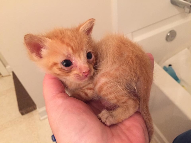 After she lost her litter, cat becomes precious Mother to orphaned kitten - picture 3