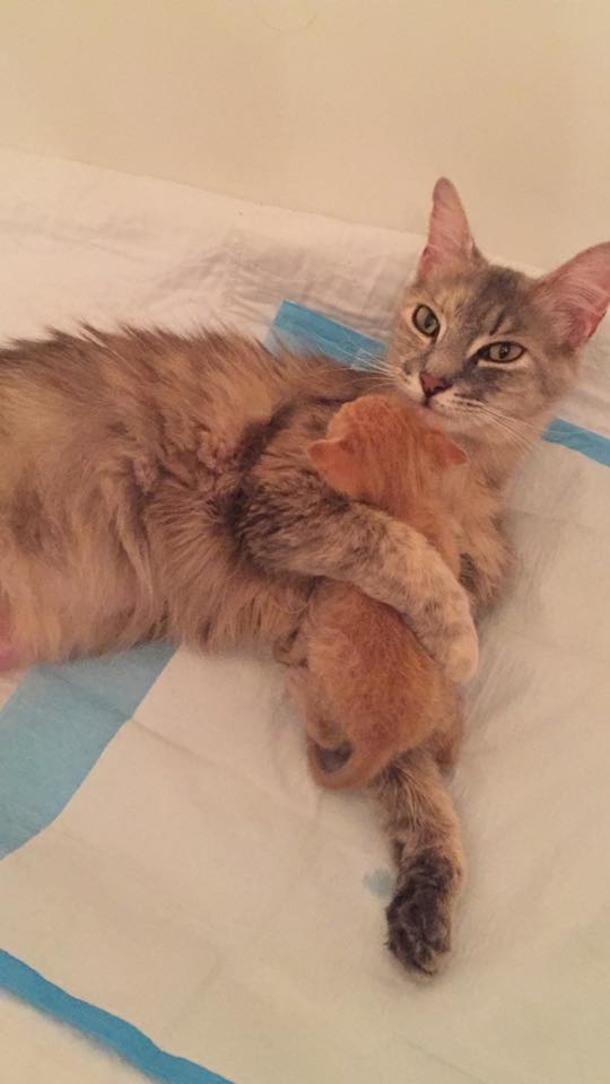 After she lost her litter, cat becomes precious Mother to orphaned kitten - picture 4