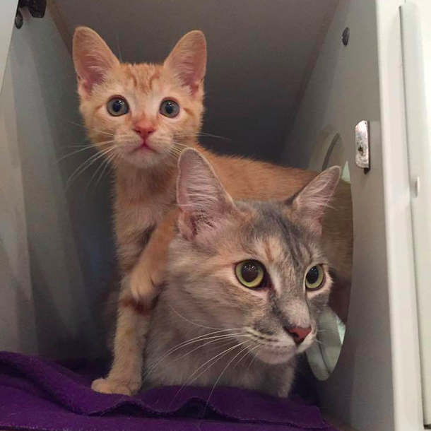 After she lost her litter, cat becomes precious Mother to orphaned kitten - picture 5