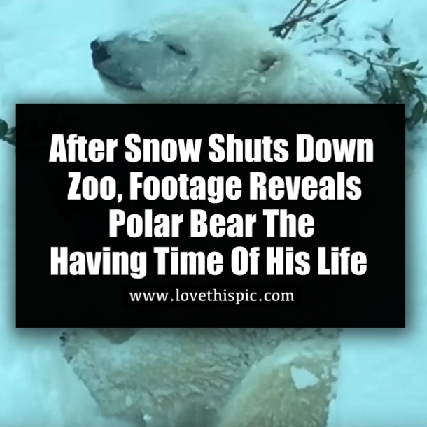 After Snow Shuts Down Zoo, Footage Reveals Polar Bear The Having Time Of His Life