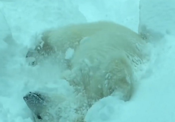 After Snow Shuts Down Zoo, Footage Reveals Polar Bear The Having Time Of His Life - picture 2