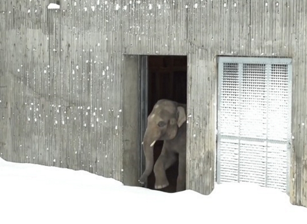 After Snow Shuts Down Zoo, Footage Reveals Polar Bear The Having Time Of His Life - picture 3