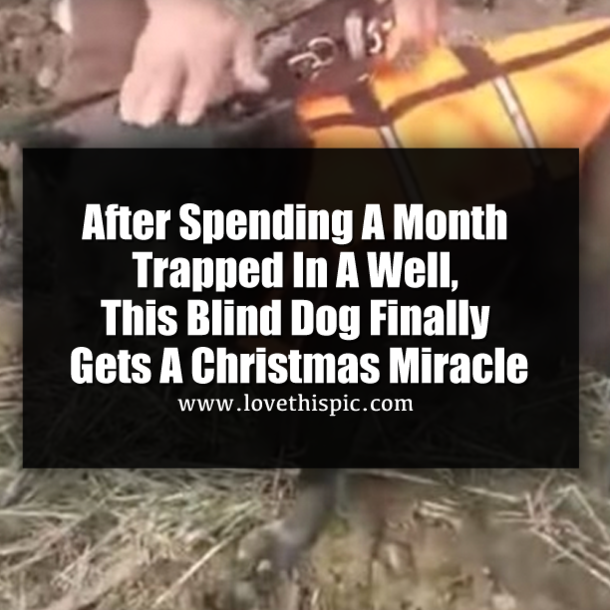 After Spending A Month Trapped In A Well, This Blind Dog Finally Gets A Christmas Miracle