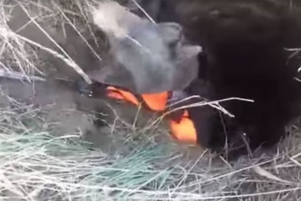 After Spending A Month Trapped In A Well, This Blind Dog Finally Gets A Christmas Miracle - picture 2