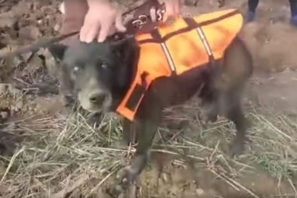 After Spending A Month Trapped In A Well, This Blind Dog Finally Gets A Christmas Miracle - picture 4